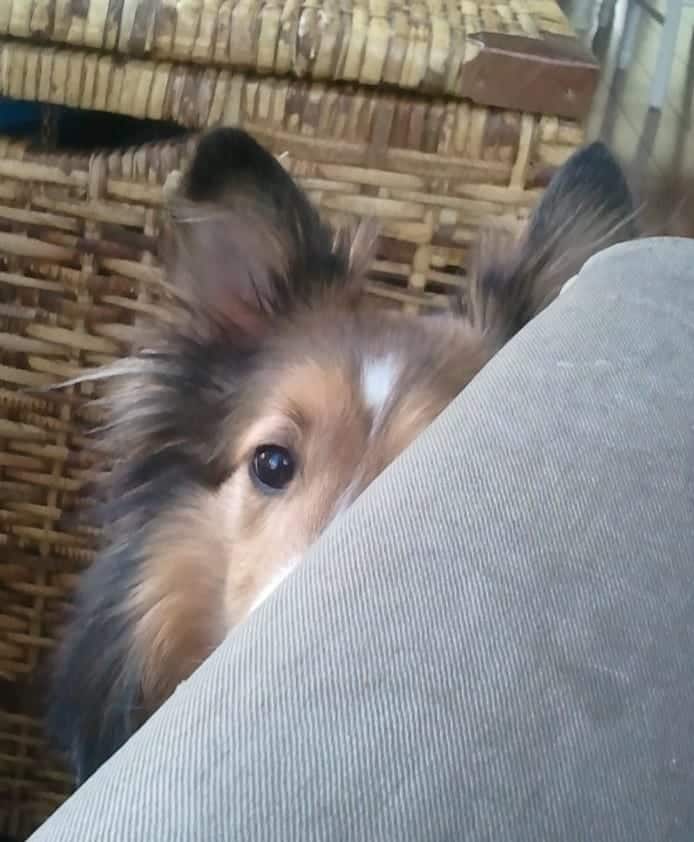 Dog Crate Table our dog Buddy a Shetland Sheepdog