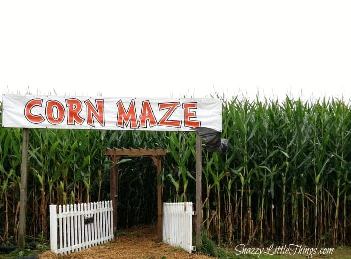 corn-maze