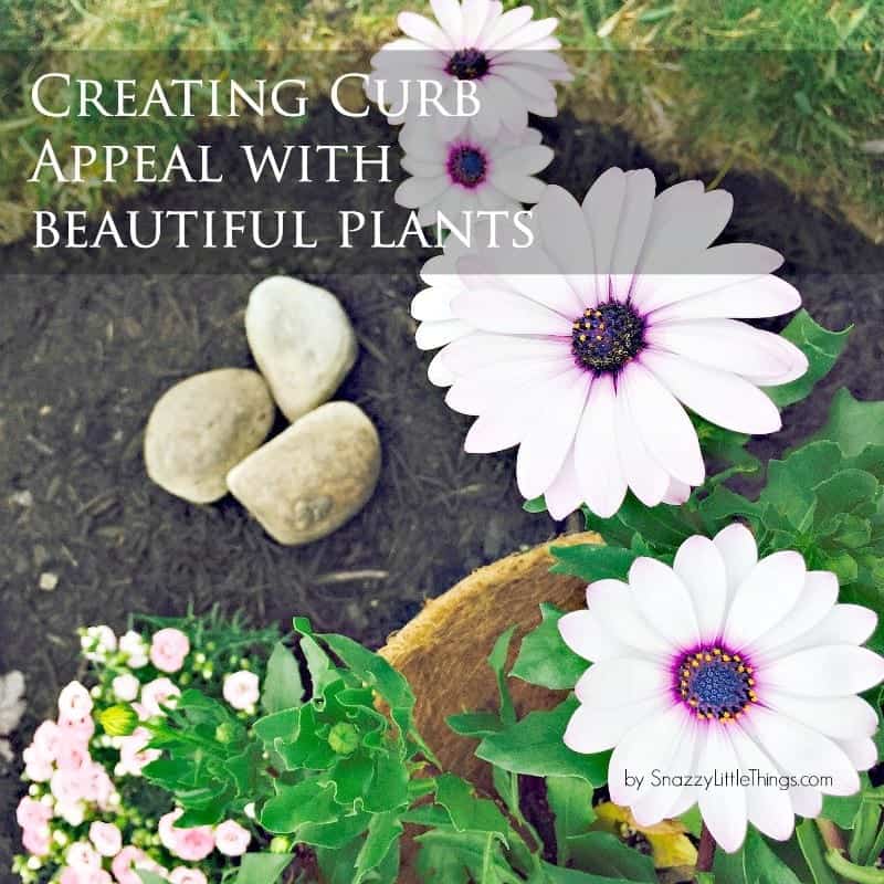 Creating Curb Appeal with Beautiful Plants by SnazzyLittleThings.com