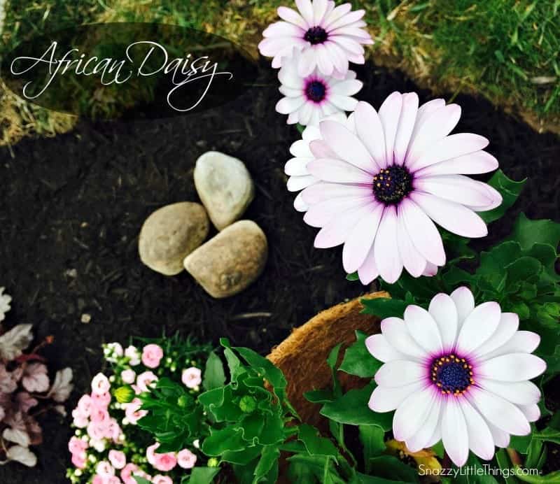 Monrovia African Daisy by SnazzyLittleThings.com