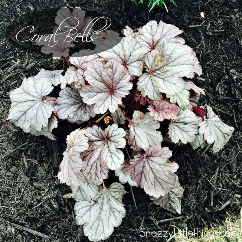 Monrovia Coral Bells by SnazzyLittleThings.com