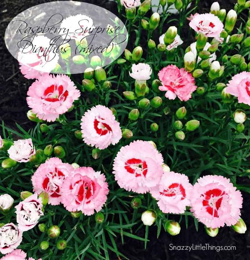 Monrovia Dianthus | by SnazzyLittleThings.com