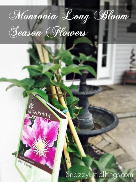 Monrovia Piilu Clematis by SnazzyLittleThings.com