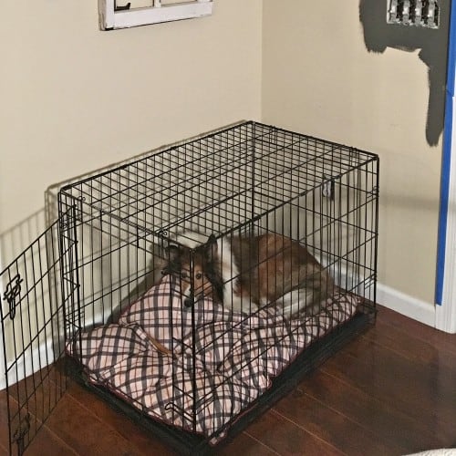 DIY Dog Crate Hack