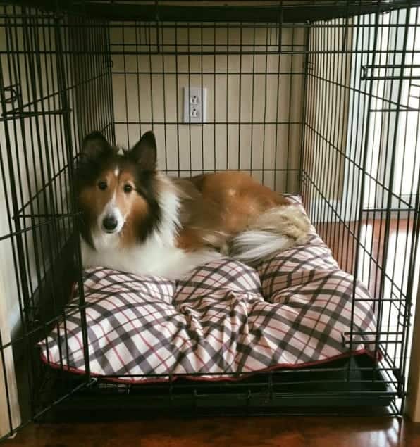 diy dog crate bed