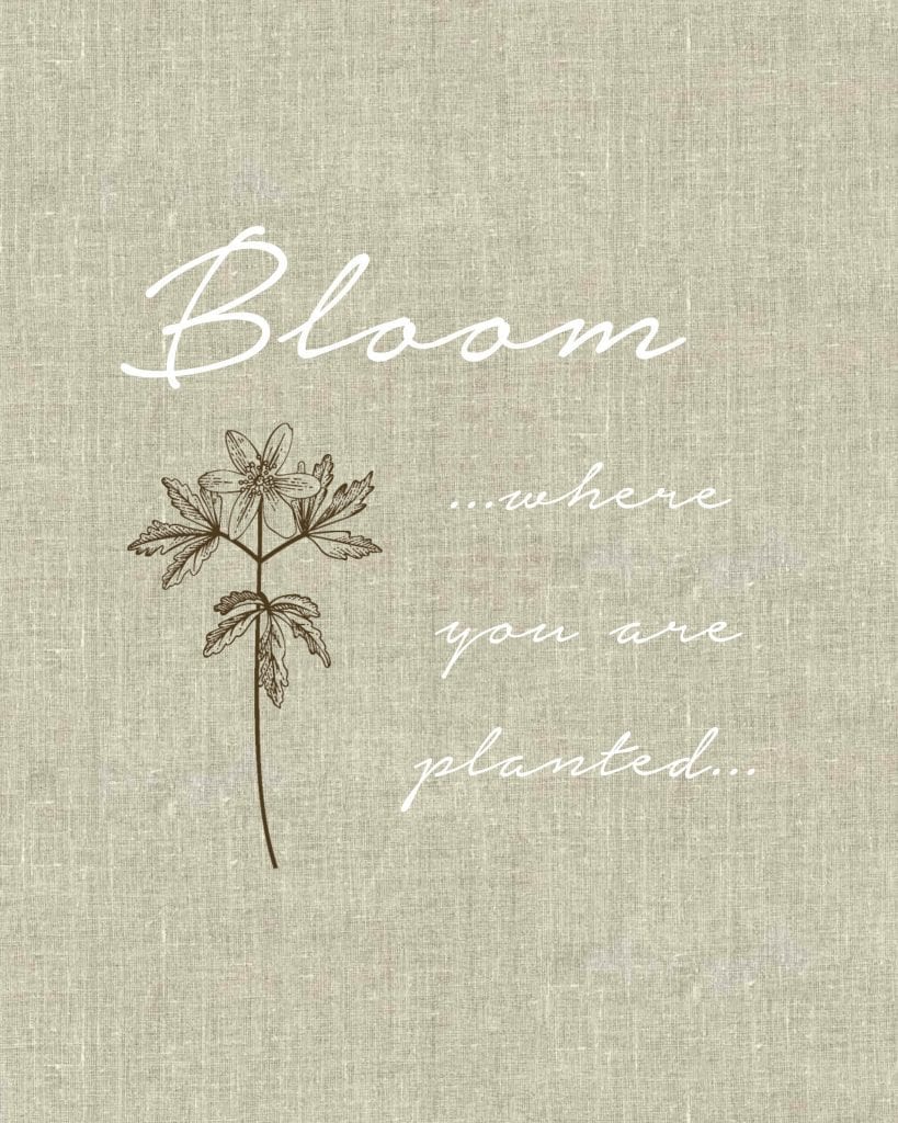 Bloom Where You Are Planted