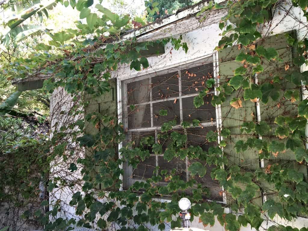 Vines on House