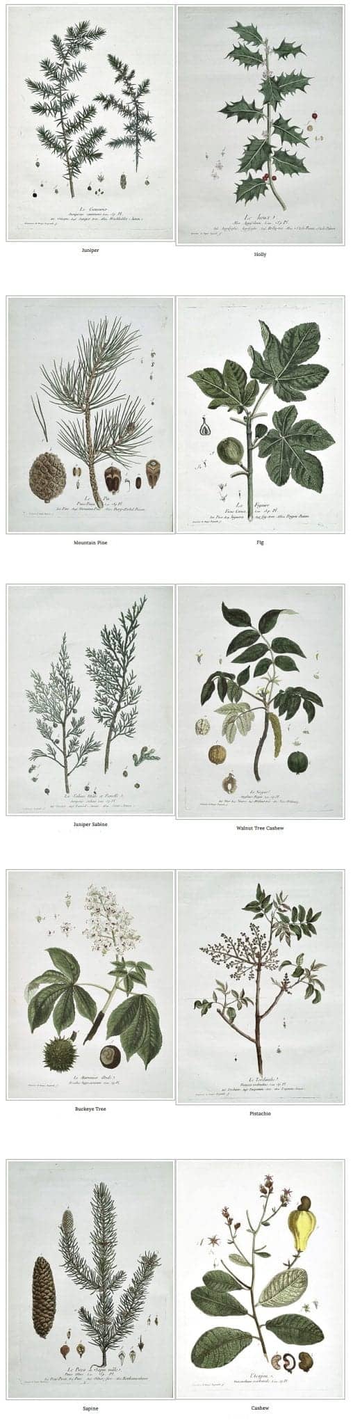 10 FREE French Botanical Prints for Winter