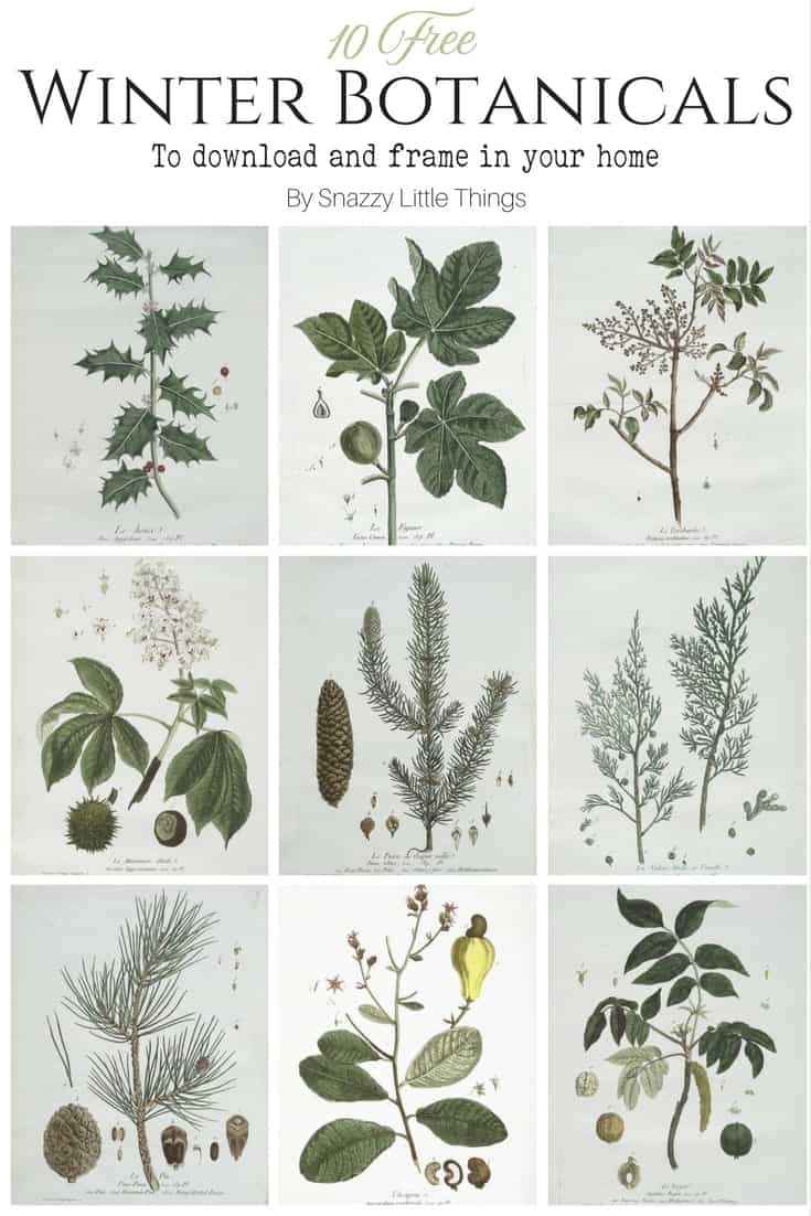 10 Free French Botanical Prints for Winter