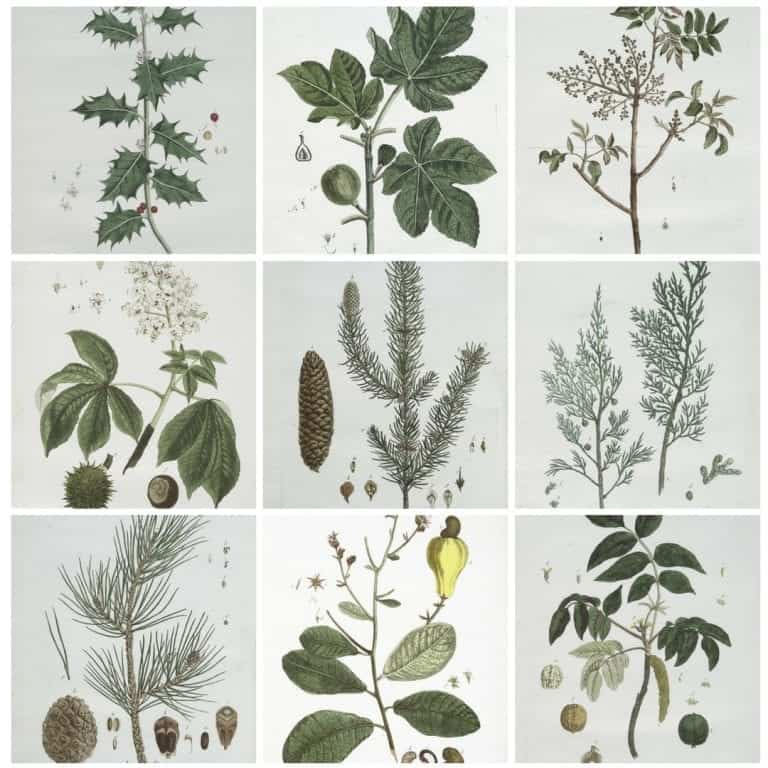 10 FREE French Botanical Prints for Winter