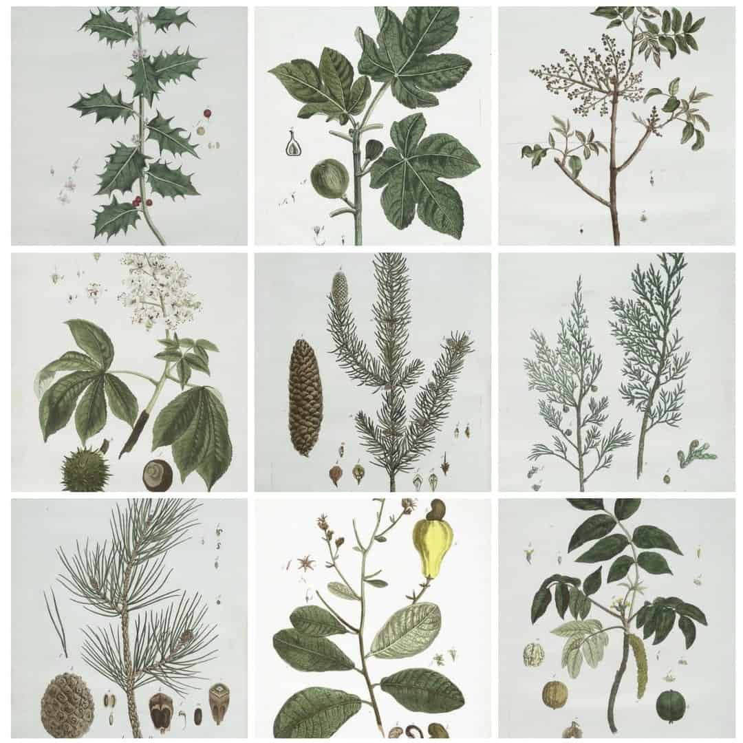 10 Free Botanical Prints for Winter