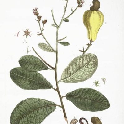 Cashew Tree FREE Botanical Print Anacardium