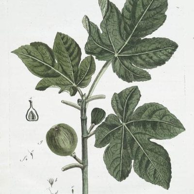 Fig Tree Free Download