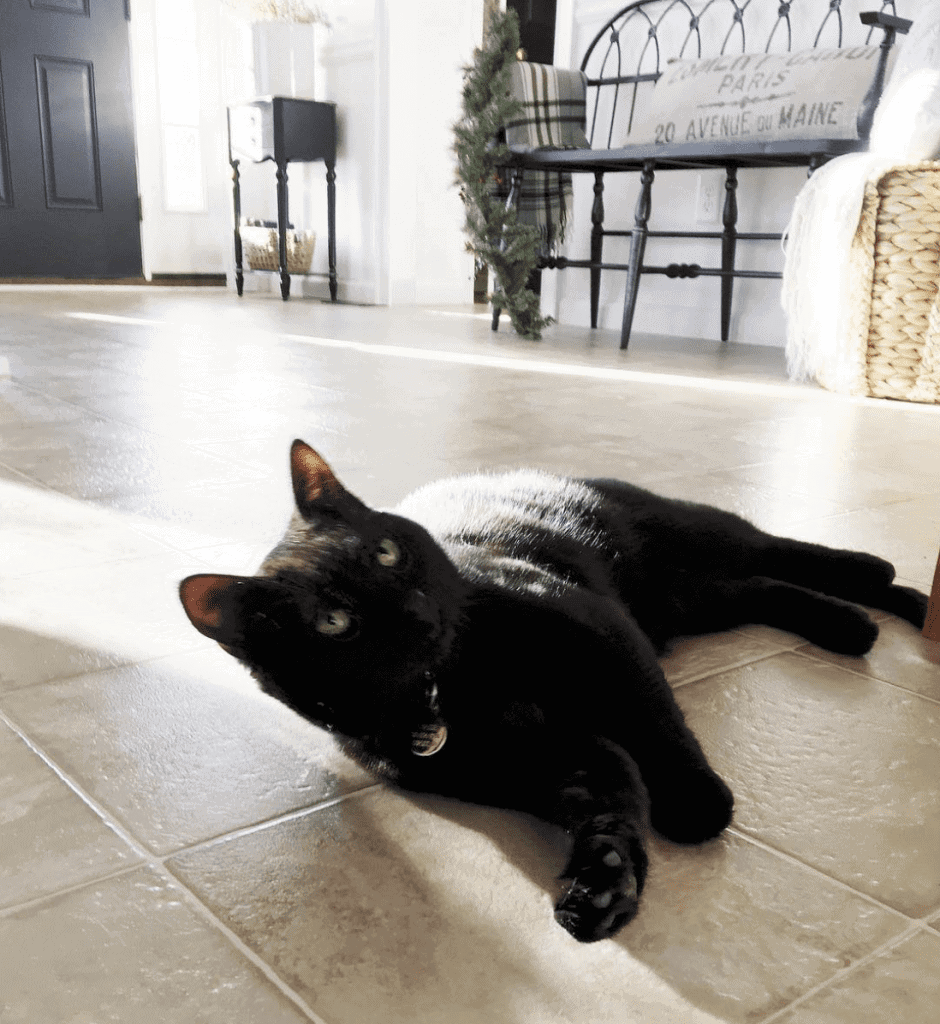 Max the cat in our newly remodeled foyer