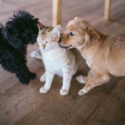 How To Protect Different Flooring Types From Your Pets