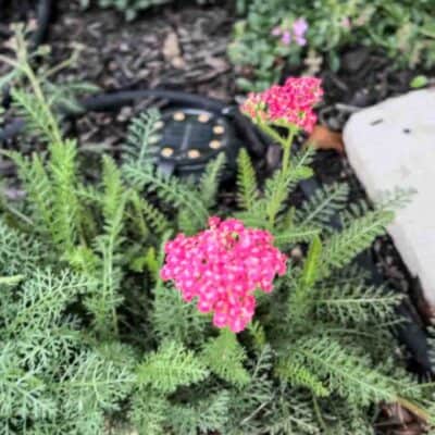 DIY Irrigation System for Under $150