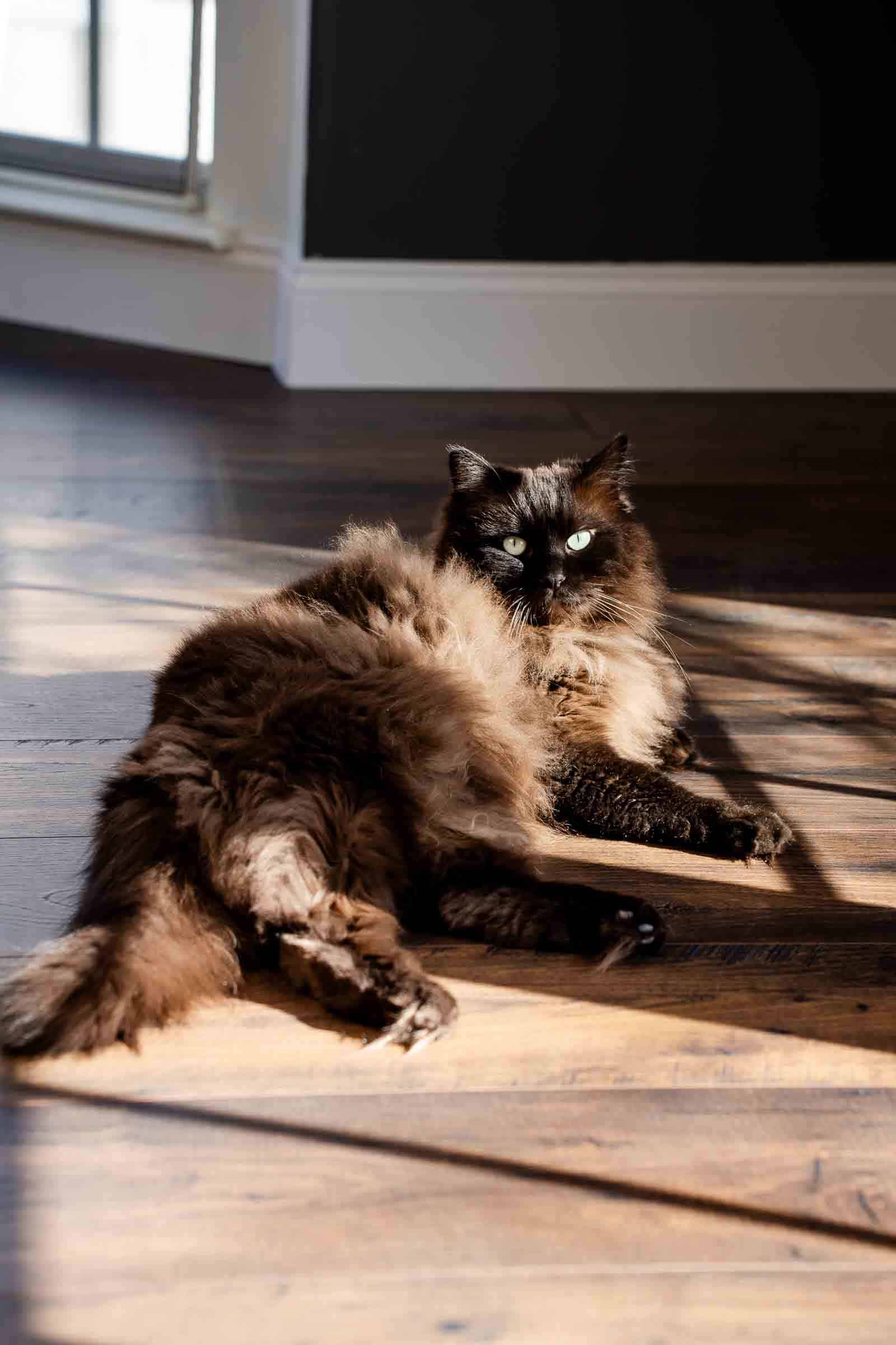 Laminate floor with chocolate Ragdoll cat matches floor