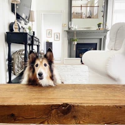Older Sheltie Dog on Carpet
