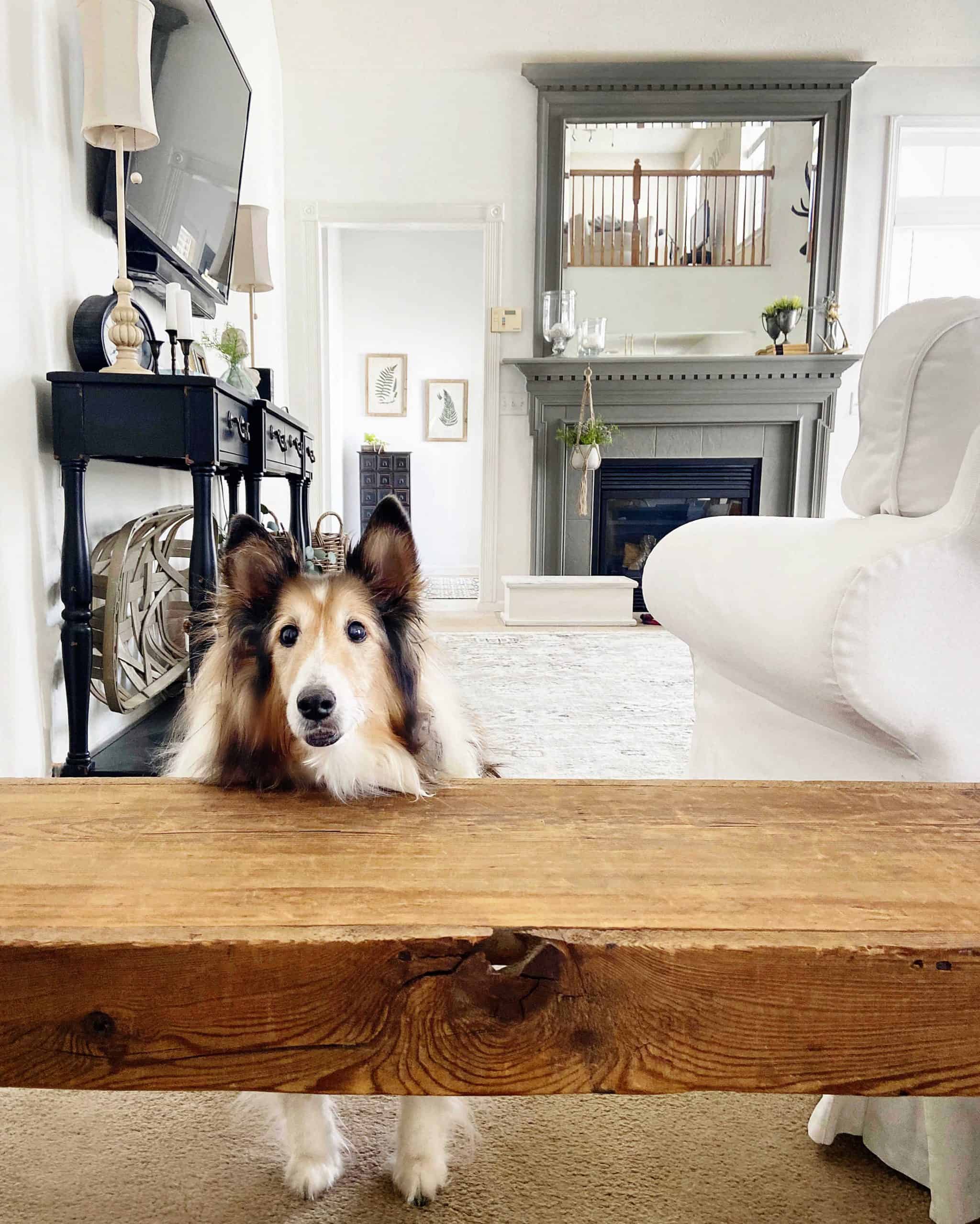 Older Sheltie Dog on Carpet